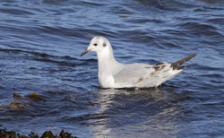 Photographed at Shingle Bank [SHI]. on 18/2/2021. Photo: &copy; Anthony Loaring