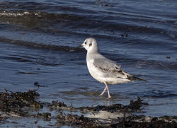 Photographed at Shingle Bank [SHI]. on 26/2/2021. Photo: &copy; Mike Cunningham