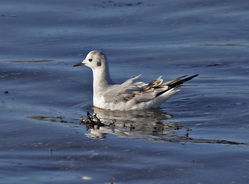 Photographed at Shingle Bank [SHI]. on 26/2/2021. Photo: &copy; Mike Cunningham