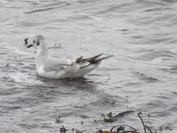 Photographed at Shingle Bank [SHI]. on 8/2/2021. Photo: &copy; Tony Bisson