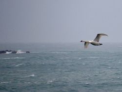 Photographed at Fort Grey [FO2]. on 10/3/2021. Photo: &copy; Wayne Turner