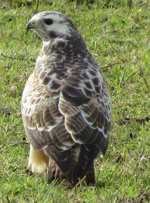 Photographed at Castel . on 14/3/2021. Photo: &copy; Sue De Mouilpied