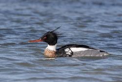 Photographed at Perelle [PER]. on 15/3/2021. Photo: &copy; Rod Ferbrache