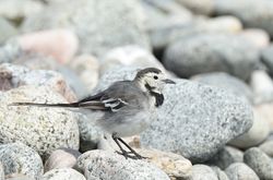 Photographed at Shingle Bank [SHI]. on 15/3/2021. Photo: &copy; Julie Davis
