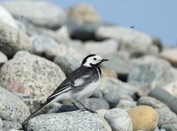 Photographed at Shingle Bank [SHI]. on 15/3/2021. Photo: &copy; Julie Davis