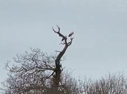 White Stork photographed at Les Prevosts Road on 20/3/2021. Photo: &copy; Eleanor Atkinson