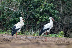 White Stork photographed at Les Petites Vallees, CAT [PVC] on 21/3/2021. Photo: &copy; Andy Marquis