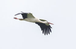 White Stork photographed at Les Grantez, CAT [LGZ] on 21/3/2021. Photo: &copy; Anthony Loaring