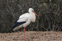 White Stork photographed at Les Petites Vallees, CAT [PVC] on 21/3/2021. Photo: &copy; Dave Carre