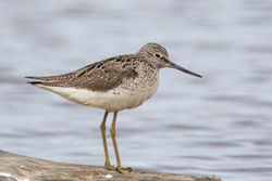 Photographed at Claire Mare [CLA]. on 9/4/2021. Photo: &copy; Dave Carre