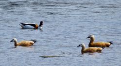 Photographed at Claire Mare [CLA]. on 16/4/2021. Photo: &copy; Wayne Turner