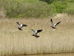 Photographed at Claire Mare [CLA]. on 16/4/2021. Photo: &copy; Wayne Turner