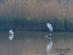 Photographed at Vale Pond [VAL]. on 24/4/2021. Photo: &copy; Andy Marquis