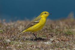 Photographed at Jaonneuse [JAO]. on 24/4/2021. Photo: &copy; Rod Ferbrache