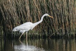 Photographed at Vale Pond [VAL]. on 24/4/2021. Photo: &copy; Dave Carre