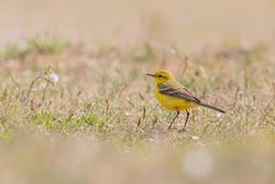 Photographed at Jaonneuse [JAO]. on 26/4/2021. Photo: &copy; Rod Ferbrache