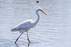 Photographed at Vale Pond [VAL]. on 27/4/2021. Photo: &copy; Dave Carre