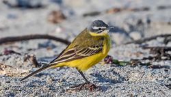 Photographed at Jaonneuse [JAO]. on 27/4/2021. Photo: &copy;  Rockdweller