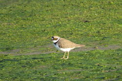 Photographed at Colin Best NR [CNR]. on 3/5/2021. Photo: &copy; Mark Guppy