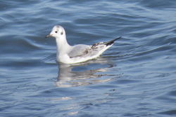 Photographed at Shingle Bank [SHI]. on 15/2/2021. Photo: &copy; Mark Guppy