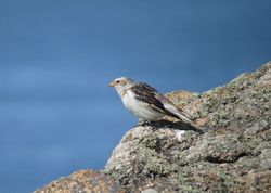 Photographed at Fort Hommet [HOM]. on 8/4/2021. Photo: &copy; Mark Guppy