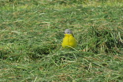 Photographed at Pleinmont [PLE]. on 20/4/2021. Photo: &copy; Mark Guppy