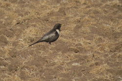 Photographed at Pleinmont [PLE]. on 27/4/2021. Photo: &copy; Mark Guppy