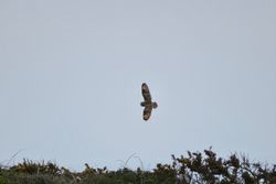 Photographed at Pleinmont [PLE]. on 14/5/2021. Photo: &copy; Mark Guppy
