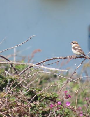 Photographed at Pleinmont [PLE]. on 17/5/2021. Photo: &copy; Chris Sharman