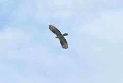 Photographed at Jaonneuse [JAO]. on 2/6/2021. Photo: &copy; Mark Guppy