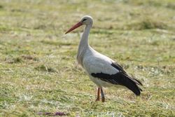 White Stork photographed at Richmond [RIC] on 9/6/2021. Photo: &copy; Rod Ferbrache