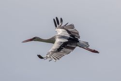 White Stork photographed at Richmond [RIC] on 9/6/2021. Photo: &copy; Rod Ferbrache