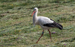 White Stork photographed at Vazon [VAZ] on 9/6/2021. Photo: &copy; Anthony Loaring