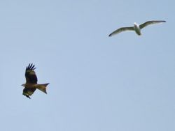 Photographed at La Lague, Torteval. on 24/6/2021. Photo: &copy; Wayne Turner
