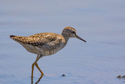 Photographed at Claire Mare [CLA]. on 22/7/2021. Photo: &copy; Dave Carre