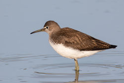 Photographed at Claire Mare [CLA]. on 4/8/2021. Photo: &copy; Dave Carre