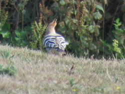 Photographed at Pleinmont. on 16/8/2021. Photo: &copy; Tony Bisson