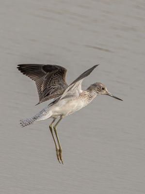 Photographed at Claire Mare [CLA]. on 19/8/2021. Photo: &copy; Rod Ferbrache