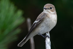 Photographed at Fort Hommet [HOM]. on 21/8/2021. Photo: &copy; Dave Carre