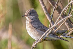 Photographed at Chouet [CHO]. on 25/8/2021. Photo: &copy; Dave Carre