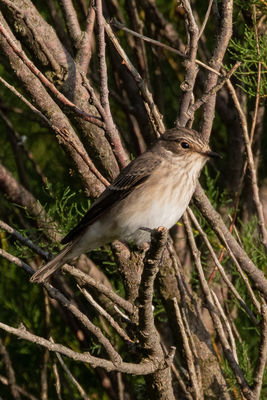 Photographed at Chouet [CHO]. on 26/8/2021. Photo: &copy; Rod Ferbrache