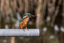 Photographed at Vale Pond [VAL]. on 29/8/2021. Photo: &copy; Rod Ferbrache