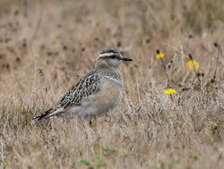 Photographed at Pleinmont [PLE]. on 31/8/2021. Photo: &copy; Mike Cunningham