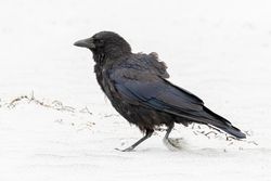 Photographed at Vazon [VAZ]. on 1/9/2021. Photo: &copy; Rod Ferbrache