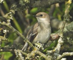 Photographed at Barrackmaster's Lane. on 5/9/2021. Photo: &copy; Daniel Whitelegg