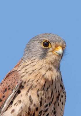 Photographed at Rocque Poisson [ROQ]. on 8/9/2021. Photo: &copy; Rod Ferbrache