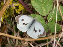 Photographed at Pleinmont [PLE]. on 13/9/2021. Photo: &copy; Wayne Turner