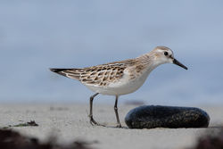 Photographed at Rocque Poisson [ROQ]. on 13/9/2021. Photo: &copy; Rod Ferbrache
