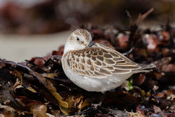 Photographed at Rocque Poisson [ROQ]. on 13/9/2021. Photo: &copy; Rod Ferbrache