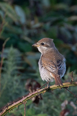 Photographed at Portinfer [POR]. on 14/9/2021. Photo: &copy; Rod Ferbrache